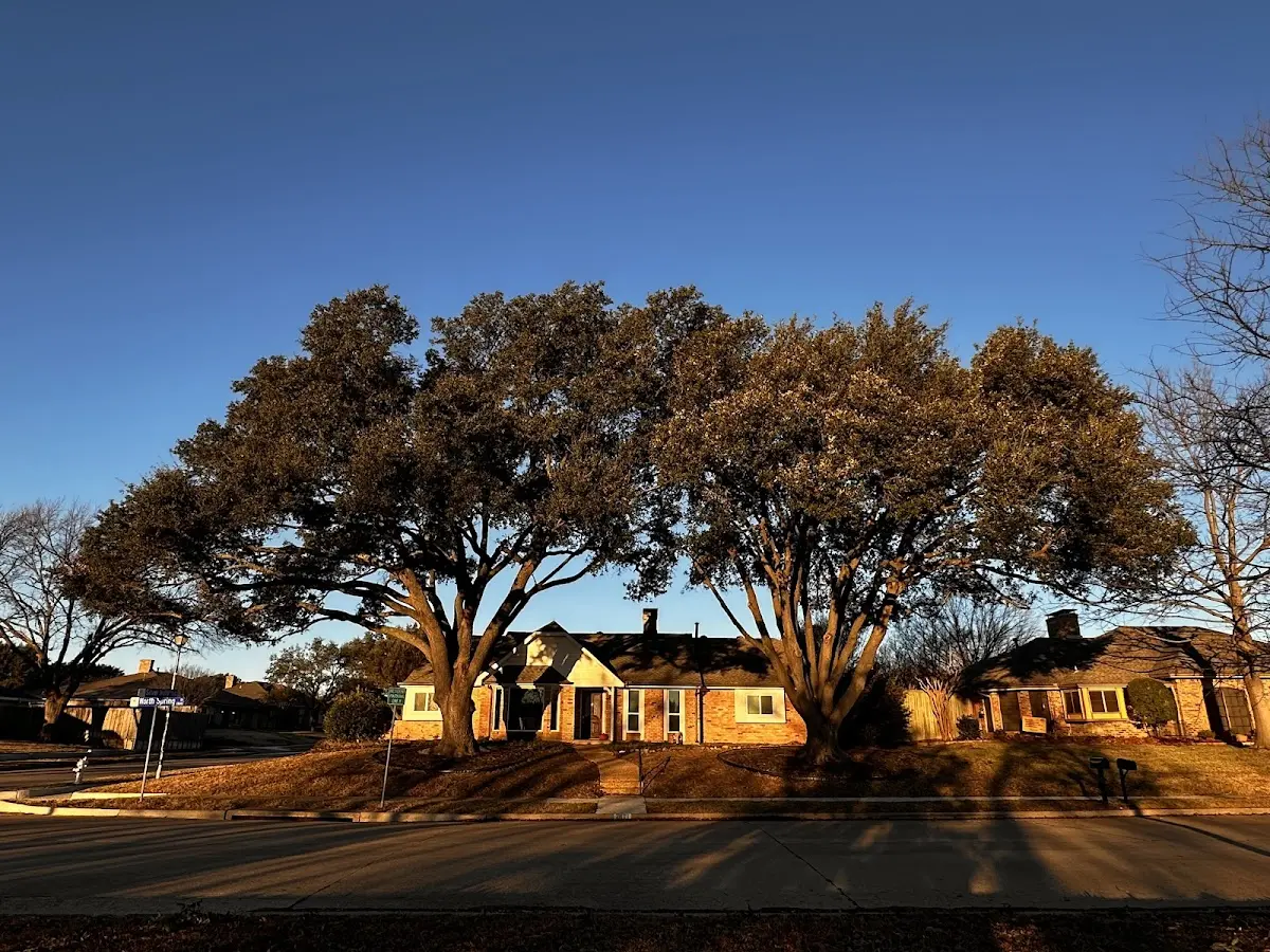 Established residential canopy tree shading a home in Usaf Academy